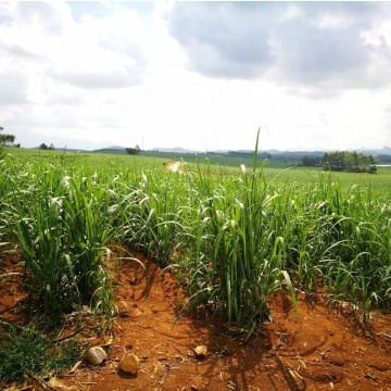 Planteur de cannelures de canne à double rangée