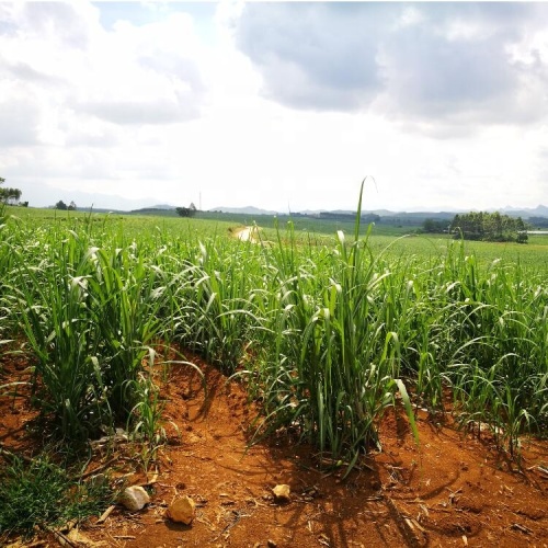 Dubbelrader Sugarcane Kombinera Planter