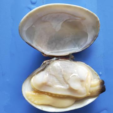Frozen Cooked Baby Clams in Shell