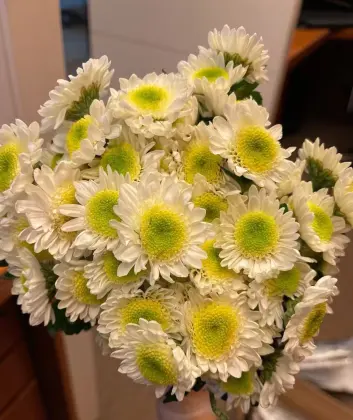 White chrysanthemum with scrambled eggs