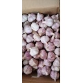 2021 Natural Garlic Price New crop Hot sales