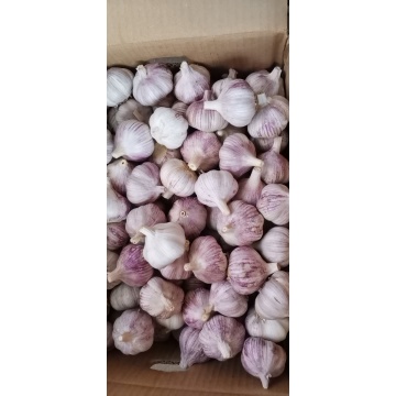 2021 Natural Garlic Price New crop Hot sales