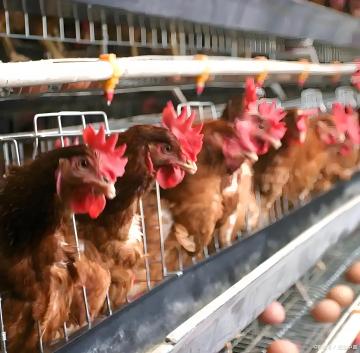 High Quality Egg Picking System for Poultry Chicken House Egg Collection Equipment