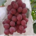 Sariwang Pulang Grape Selection para sa Premium na Kalidad