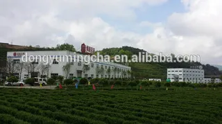2017 Chinese organic tea and high mountain cloud tea supplier