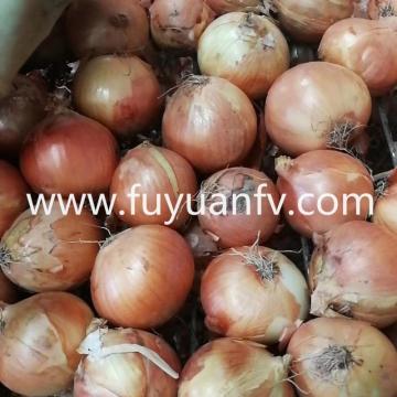 Wholesale New Crop Yellow Onion