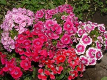 Κόκκινο χρώμα Dianthus Barbatus