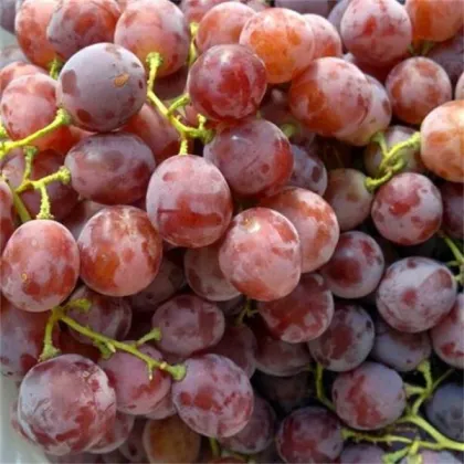 new fresh red grapes
