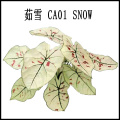 Caladium Plant Flower top selling caladium mix factory Manufactory