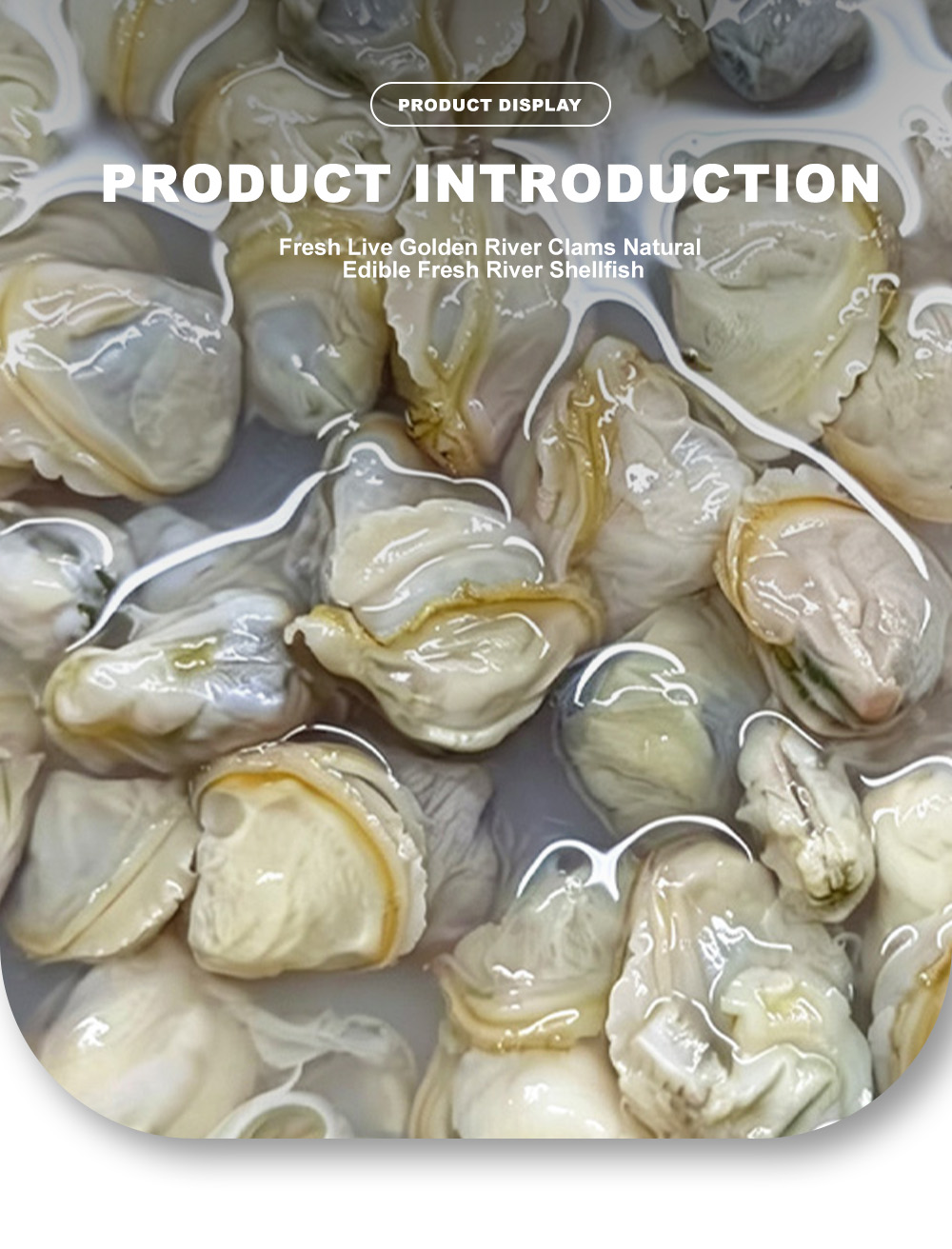 3-clam meat-x