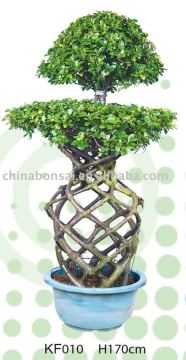ficus microcarpa basket 2 layers