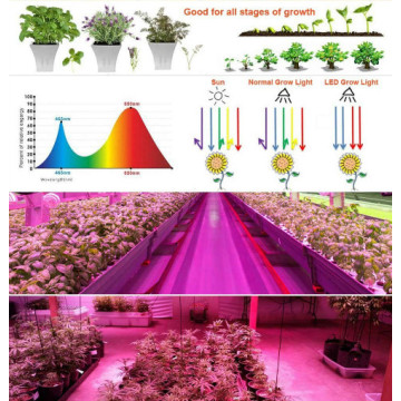 LED Grow Light Full Spectrum para ervas com efeito de estufa