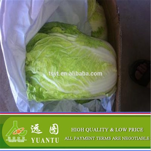 2015 Harvest Chinese Cabbage