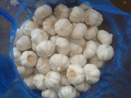 Cold Storage Pure White Garlic
