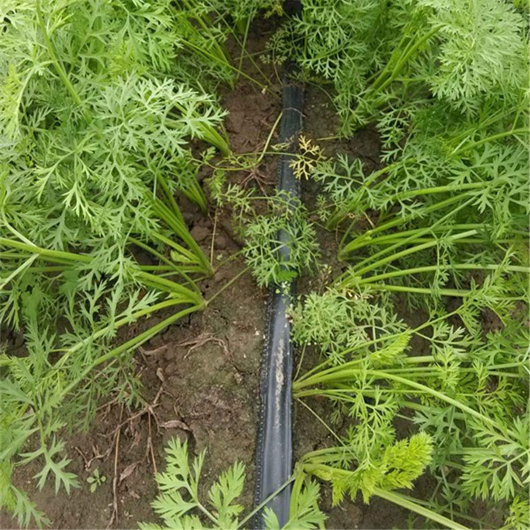 Drip Irrigation 69