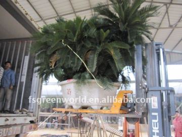 potted group cycas