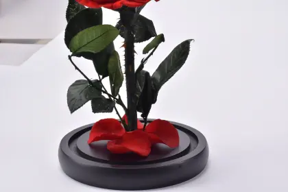 Little Prince Preserve Rose Glass Dome
