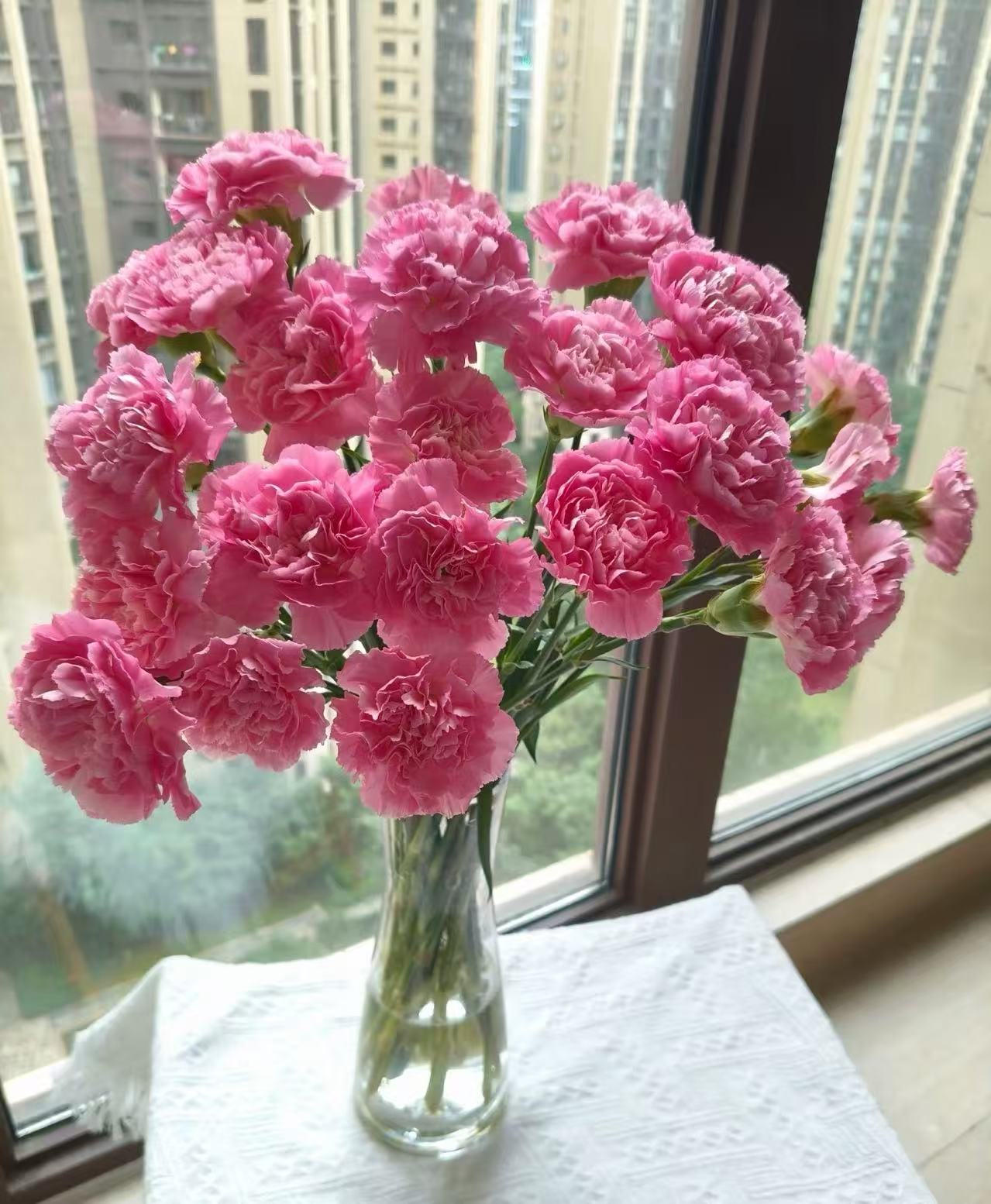 Singe-headed Carnation Little Peach red