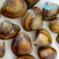 Vongole vive fresche e carne surgelata