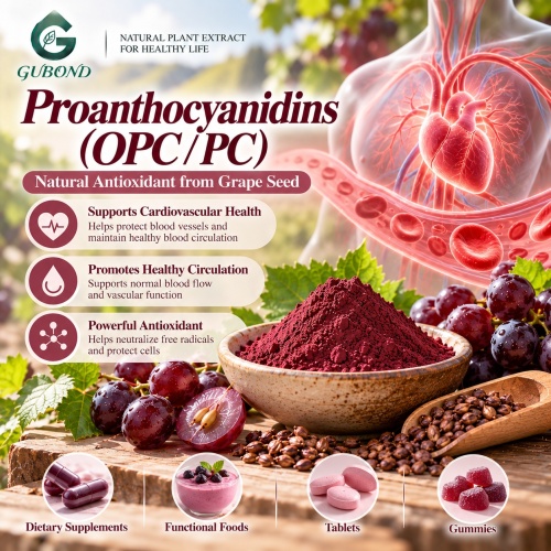 Proantocianidinas OPC 50%–98% Extracto vegetal para formulaciones cosméticas y alimentarias