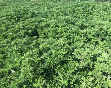 Minyak pati geranium untuk penyejukan kulit