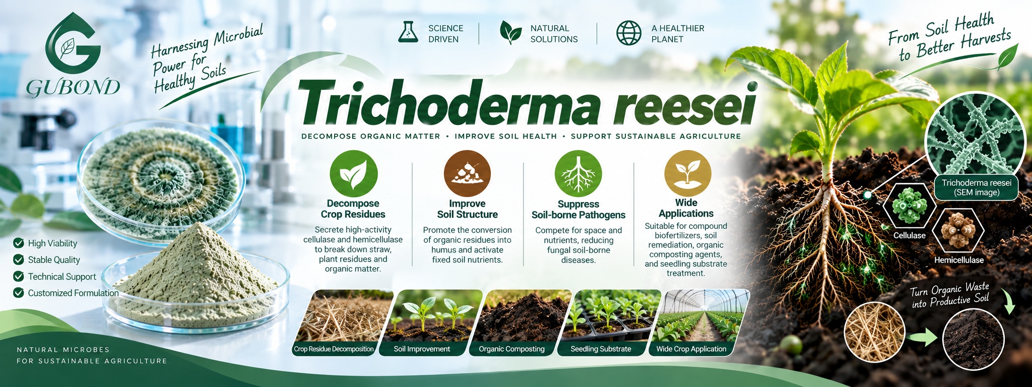 Trichoderma reesei (5)