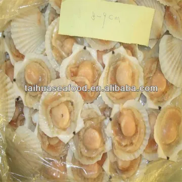 seafood frozen scallop price(half shell)