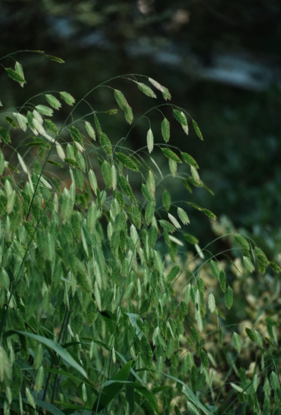 Chasmanthium latifolium​