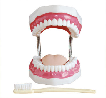 Educational Anatomy Models Pvc - Large Tooth Care Model With Brush , Fcc / Rohs