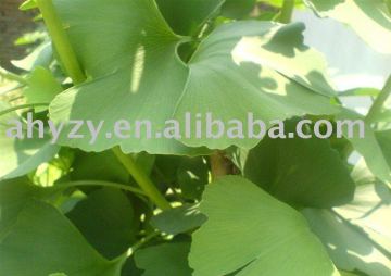 Ginkgo Biloba Plant Extract EC goods