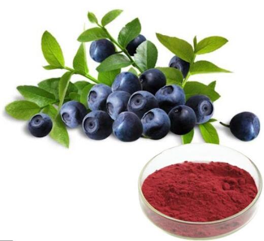 Wholesale Natural Bilberry Extract Powder