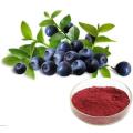 Wholesale Natural Bilberry Extract Powder
