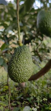 Persea americana