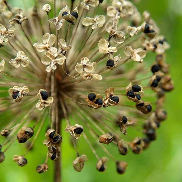 natural leek