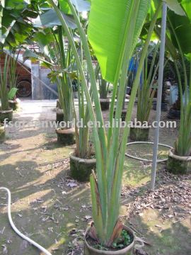 Ravenala indoor and outdoor plants