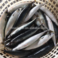 Frozen Pacific Mackerel Fish 300-500G for Wholesale