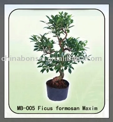 evergreen ficus