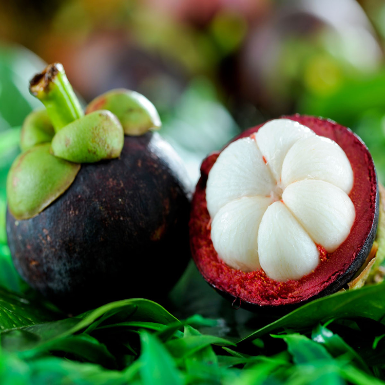 Extracto de mangostán Mangosteen Extract