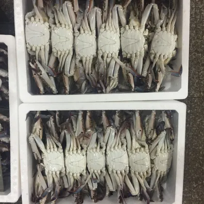 wholesale cut crab Fresh Frozen Crab BLUE CRAB Sales Price raw material block in stock