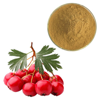 top quality hawthorn extract