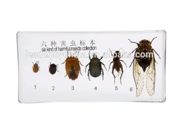 Montessori educational specimen for six kind of harmful insects collection