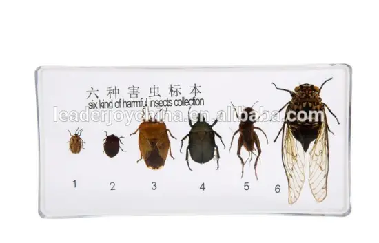 Montessori educational specimen for six kind of harmful insects collection