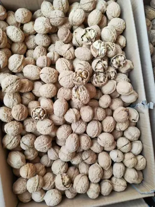 Walnut Kernels
