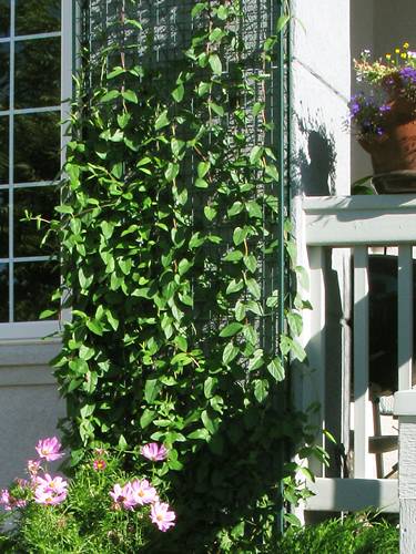 climber-trellis-mesh-garden-post