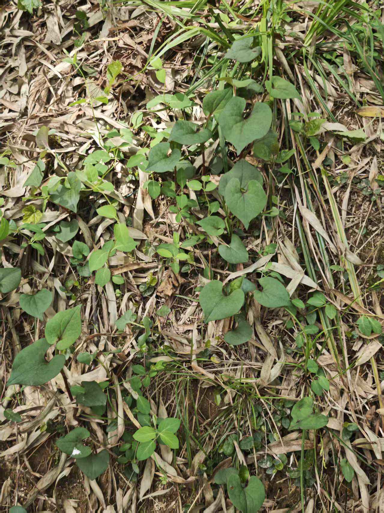 a2f65c0ac1cfd9a36dae70f5f827dd55