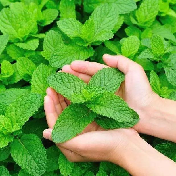 peppermint