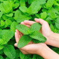 pure peppermint extract powder