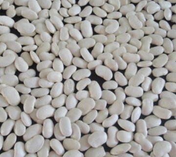 Large White Kidney Beans