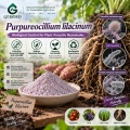 مسحوق الميكروبات Purpureocellium lilacinum لعلاج الديدان الخيطية وإدارة منطقة الجذر