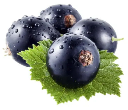 Pure And Natural Black Currant Oil For Skin Hair